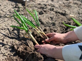 Spring planting of perennial onions in the ground in the garden.