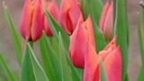 Fototapeta Tulipany - hot pink tulips growing in spring garden