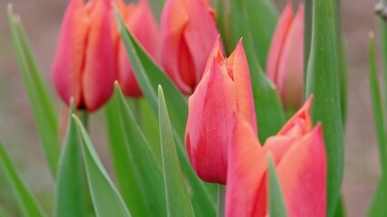 Wall Mural - hot pink tulips growing in spring garden