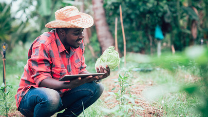 african farmer using tablet for research cabbage and vegetables in organic farm.agriculture or culti