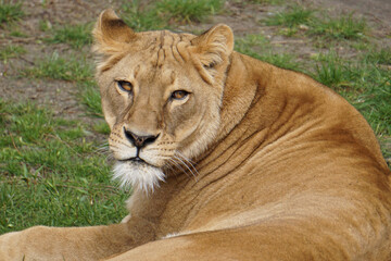 Canvas Print - Closeup shot of a lying lion