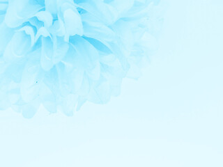 beautiful abstract light blue flowers on white background, white flower frame, blue leaves texture, 
