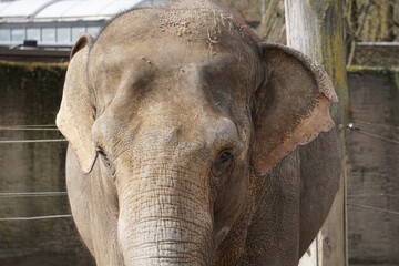 Poster - Closeup shot of an elephant in the zoo