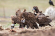 Cinereous Vulture, (Aegypius monachus) in its natural habitat. Wildlife.