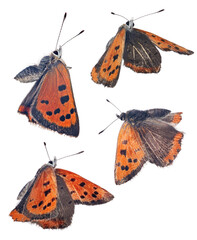 Sticker - four Large copper butterflies isolated on white