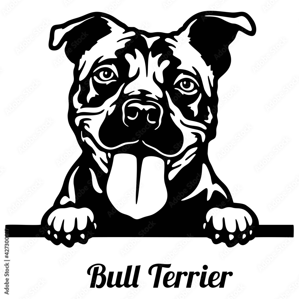 Bull Terrier Peeking Dog - head isolated on white - obrazy, fototapety, plakaty 