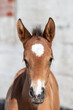 Close up of baby horse