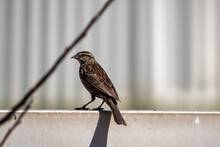 A Female Red-winged Blackbird On A Fence