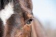 close up of horse head & eye