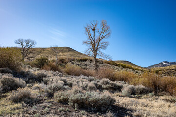 Wall Mural - Barren tree with a large birds nest in the arid Nevada desert near Reno.