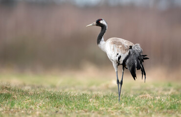 Wall Mural - Common crane bird close up ( Grus grus )