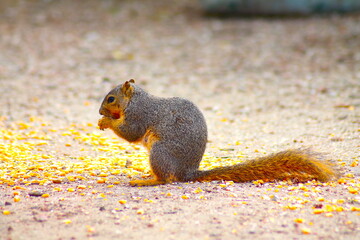 Squirrel Eating Corn