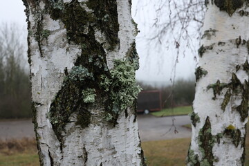 Wall Mural - Lichen on the trunk of a tree