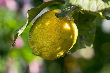 Close up of a ripe yellow lemon fruit on branch.