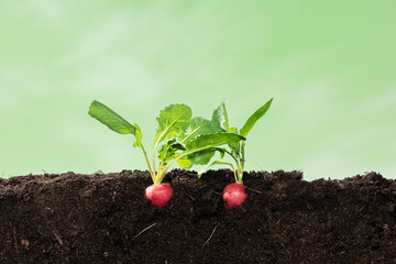 Wall Mural - radish growing on soil with defocused background