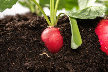 Wall Mural - radish growing on soil with defocused background