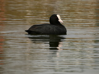 Wall Mural - Eurasian coot (Fulica atra) swimming in the pond, Gdansk, Poland