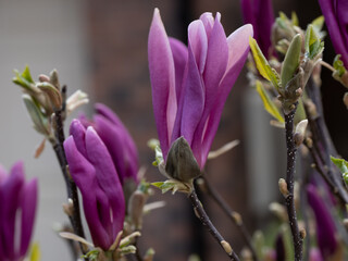 Wall Mural - Magnolia Delight In The Sunshine