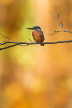 Kingfisher Sitting On A Branch In Autumn Colors. Kingfisher In Evening Sunlight. Portrait Of Attractive Colorful Bird With Turquoise And Orange Feather In Its Natural Environment