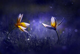 Fototapeta Kwiaty - Kwiaty Tulipany 