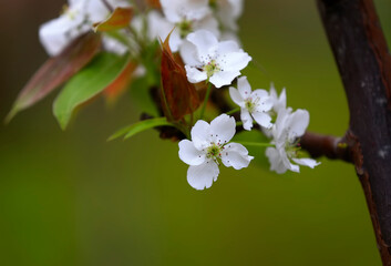 Wall Mural - White pear flowers in full bloom, in the garden