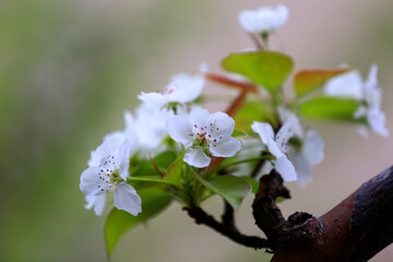 Wall Mural - White pear flowers in full bloom, in the garden