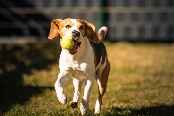 Wall Mural - Beagle dog runs in garden towards the camera with green ball.