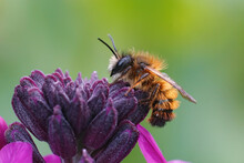 Closeup Of A Fresh Emerged Male Red Mason Bee (Osmia Rufa) On A Purple Wallflower (Erisymum Cheir)