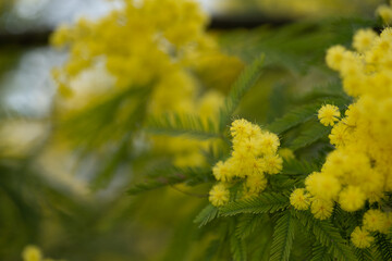 Wall Mural - beautiful, yellow, flowering branch of mimosa on a green background