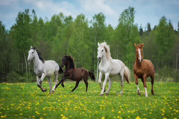 Wall Mural - Herd of horses running on the field with flowers in summer