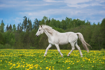 Wall Mural - White horse running on the field with flowers in summer