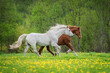 Two horses running on the field with flowers in summer