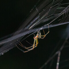 Orchid spider on her web