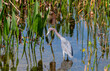 © Wildspaces - Tri-Colored Heron fishing in wetland marsh in Orlando in Cape Canaveral Florida.