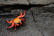 Sally Lightfoot galapagos island crabs