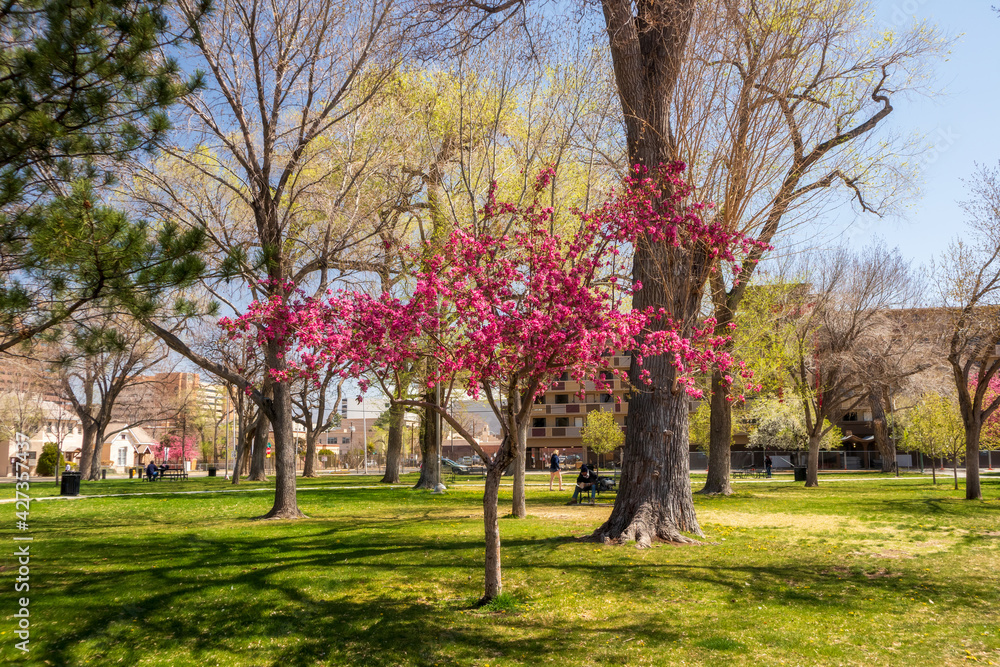 Robinson Park Nm