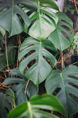  Monstera green leaves or Monstera Deliciosa, background or green leafy tropical forest patterns.