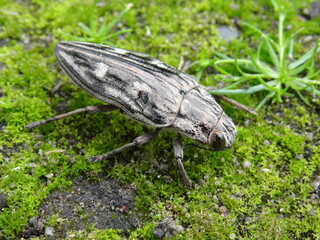 Flatheaded pine borer (Chalcophora mariana) on the green moss in the pine forest.