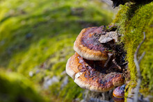 Parasitic Fungus Growing On A Tree Like Virus Fomitopsis Pinicola. Red Banded Polypore Growing On A Tree Covered By Green Moss In The Forest.