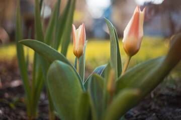 Canvas Print - Tulip