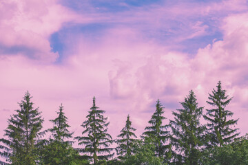 Row of fir trees against the purple cloudy sunset sky. Nature background