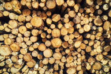 Cut tree log or trunks piled up create a circle pattern. Stack of round cutted tree logs closeup used as wood or timber. Front view detail of a pile of trunks or raw lumber shows a pattern of circles