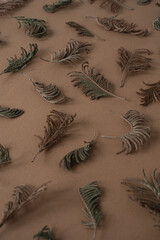 Wall Mural - Floral pattern with juniper branches on brown background. Spring or summer concept. Floral background