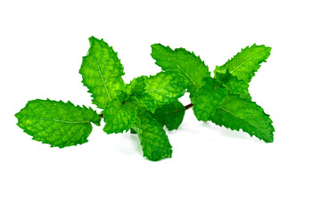 Fresh Peppermint leaves, isolated on white background