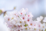 Fototapeta Kwiaty - 春が来た　満開の桜