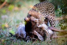 Beautiful Shot Of A Leopard Holding Its Prey Deer In Its Mouth