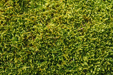 Wall Mural - Green moss closeup texture. Forest ground macro background. Moss growing on stone. Turf texture. Foliage green plant pattern.