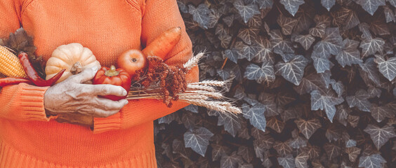 Wall Mural - Senior woman holding colorful autumn vegetables and fruits. Thanksgiving, holiday fall festival. Elderly wrinkled hands with harvest showing farm products. Food sharing, volunteer help.