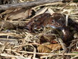 Rana arvalis in grass at mating time. Wild photo from nature. Moor frog couple in amplexus mating position in the reproduction season. 


