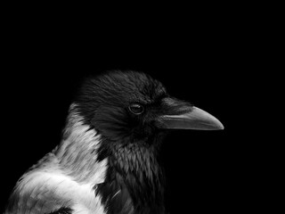 Wall Mural - monochrome portrait of a hooded crow in close up with face in profile